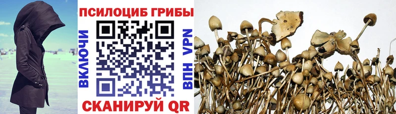 Псилоцибиновые грибы прущие грибы  Осинники 